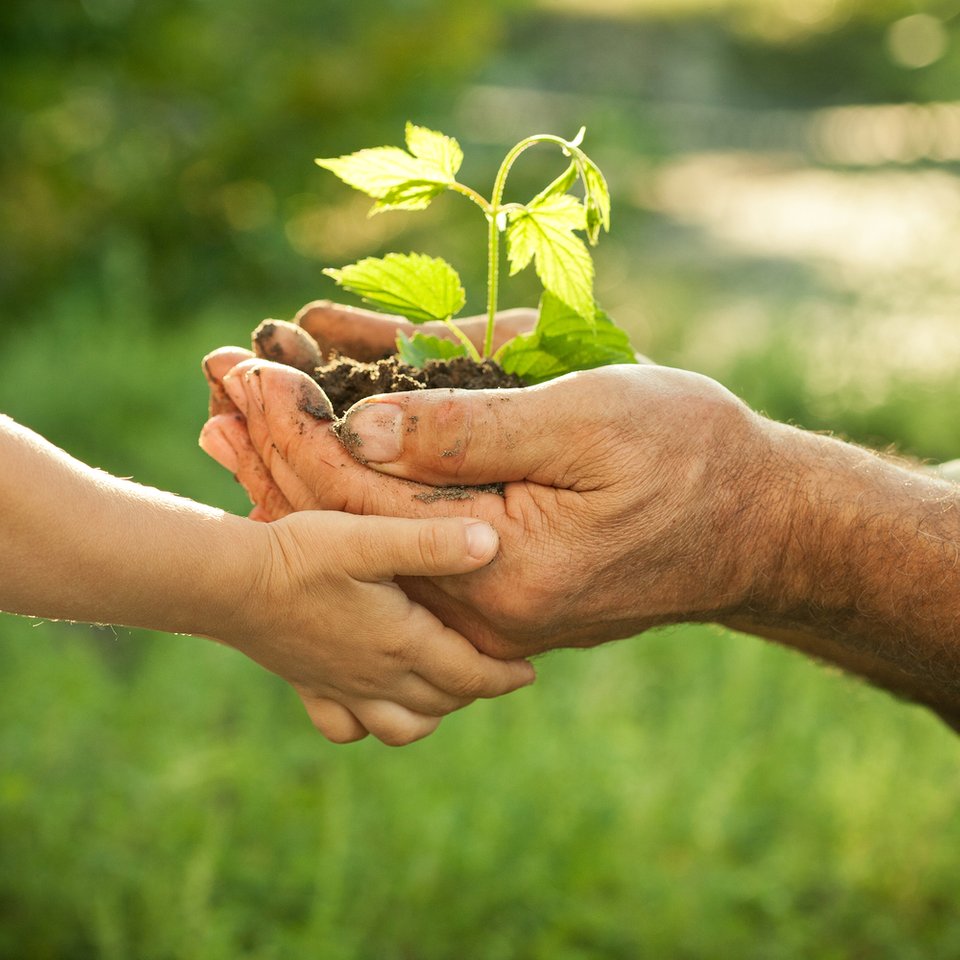 Mains d'un homme âgé et bébé tenant une jeune plante sur un fond naturel vert au printemps. Concept d'écologie